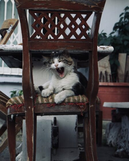 cat sitting on an old chair and yawning