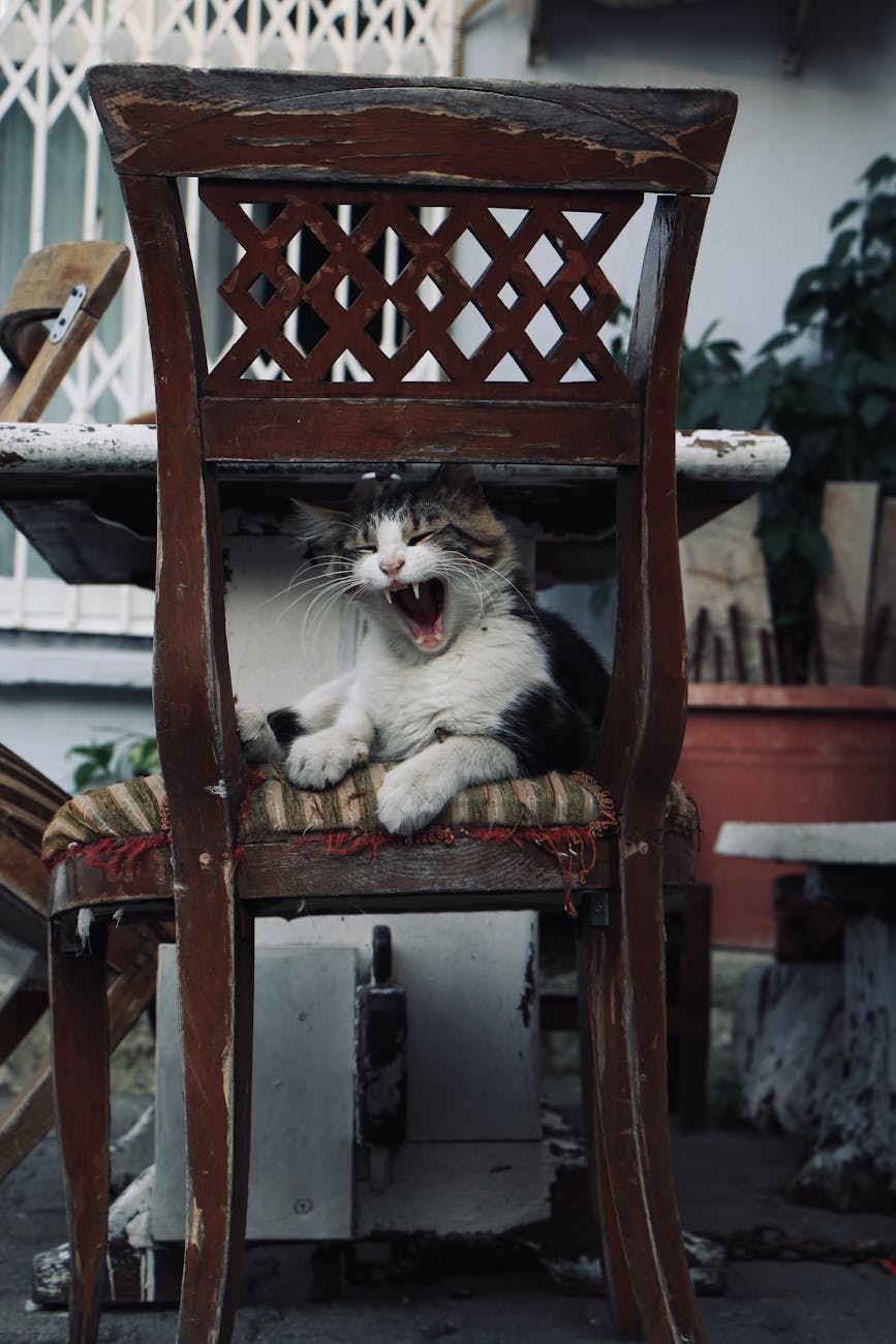 cat sitting on an old chair and yawning