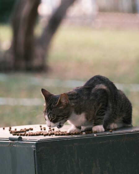 a cat is eating food on a box in the grass