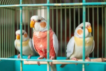 Higiene e limpeza de gaiolas de pássaros