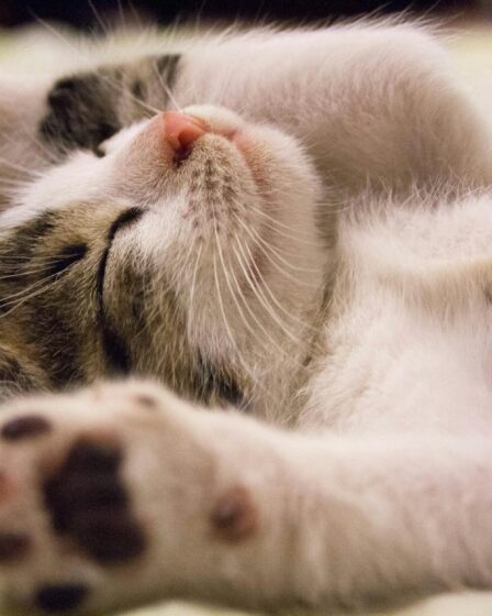 close up photo of cute sleeping cat