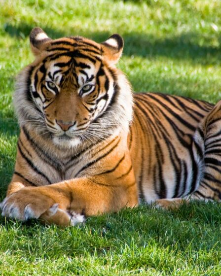 tiger lying on green grass