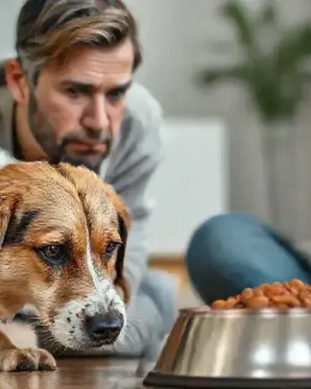 O que fazer quando o cachorro não quer comer: dicas práticas para ajudar