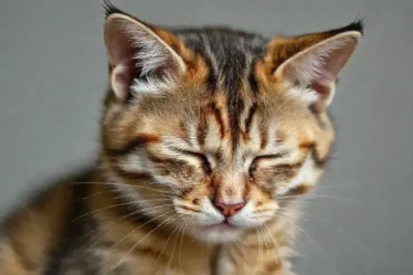 Como saber se o gato está com dor: sinais e cuidados importantes