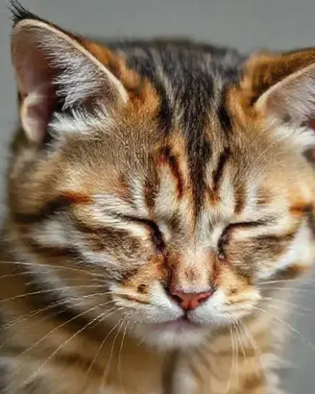 Como saber se o gato está com dor: sinais e cuidados importantes