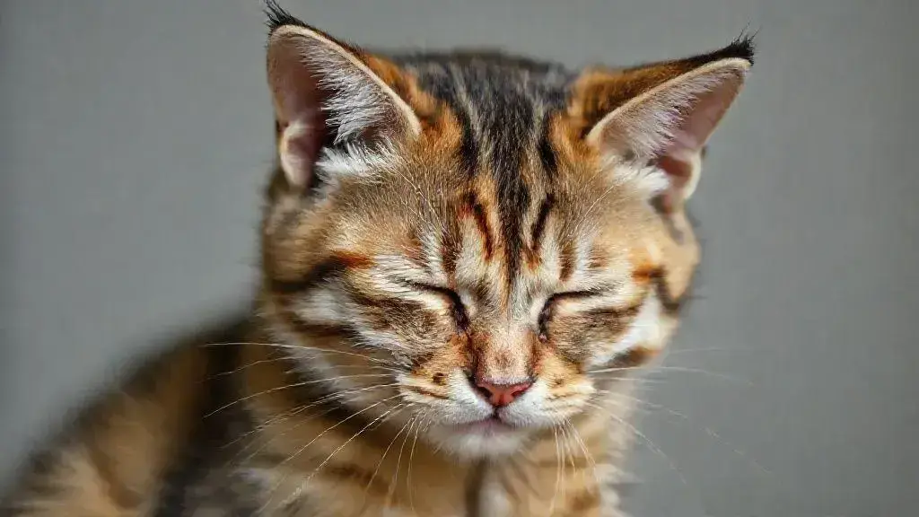 Como saber se o gato está com dor: sinais e cuidados importantes