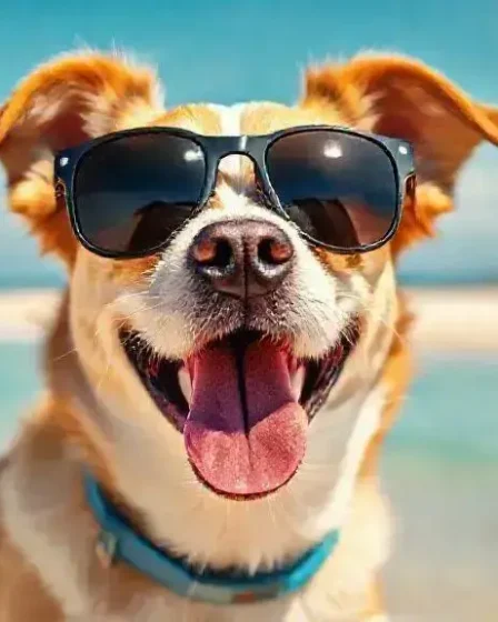 Cuidados com cães no verão: mantenha seu amigo saudável e feliz