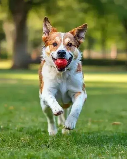O que fazer com cachorro hiperativo: dicas para acalmá-lo