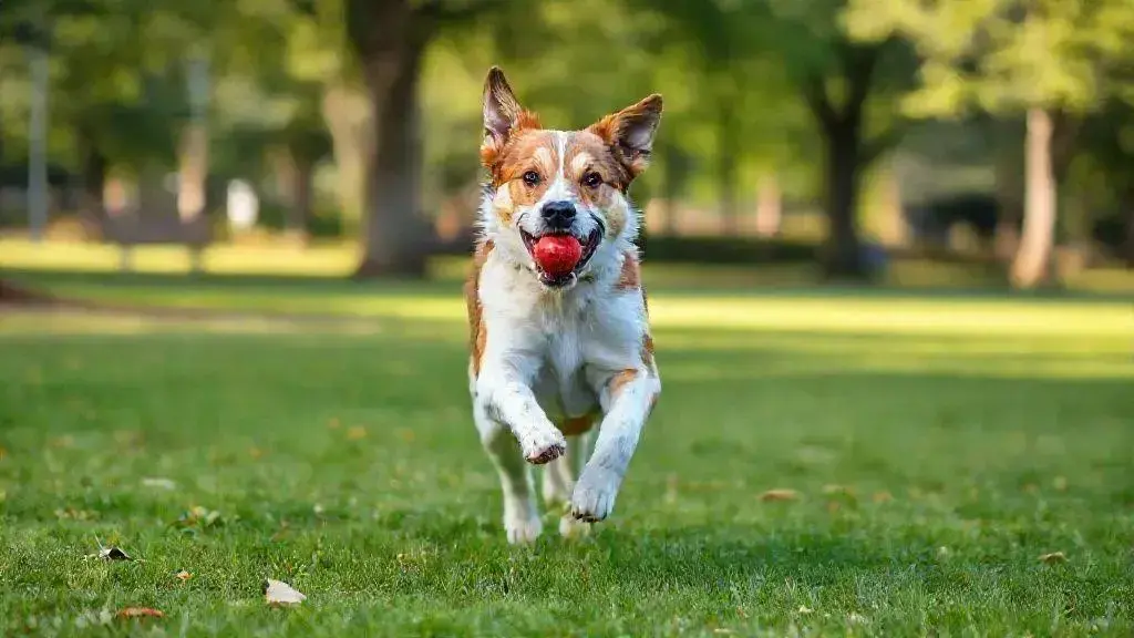 O que fazer com cachorro hiperativo: dicas para acalmá-lo