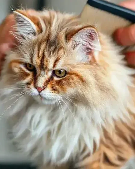 Como evitar bolas de pelo em gatos com dicas práticas e simples