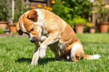 Cão com coceira: possíveis causas que você precisa conhecer