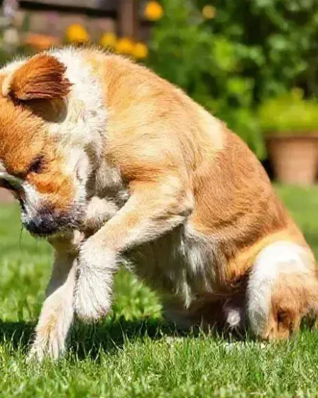Cão com coceira: possíveis causas que você precisa conhecer