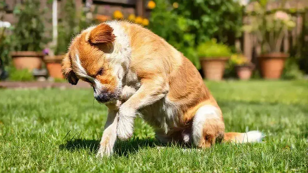 Cão com coceira: possíveis causas que você precisa conhecer