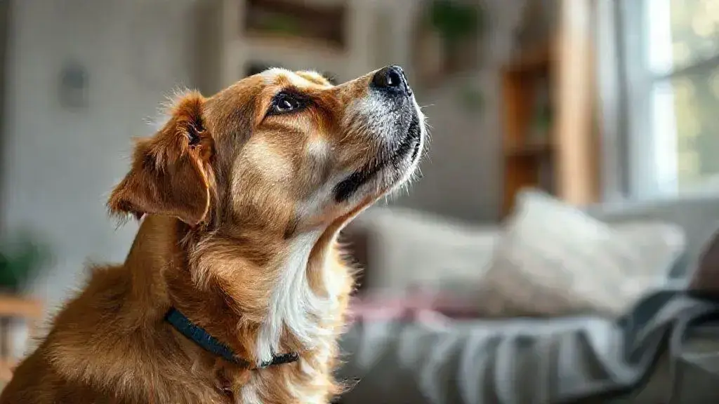 O que o uivado pode revelar sobre a saúde do cão