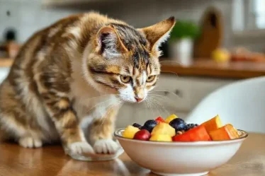 Gato pode comer fruta? Descubra quais são seguras e saborosas
