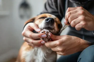 Como cortar unha de cachorro: Dicas práticas para facilitar o processo