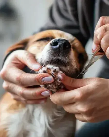 Como cortar unha de cachorro: Dicas práticas para facilitar o processo