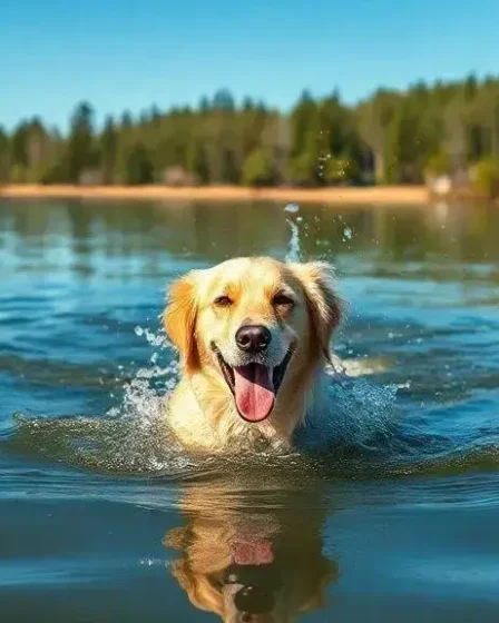 Cães que gostam de água: descubra as raças que amam nadar