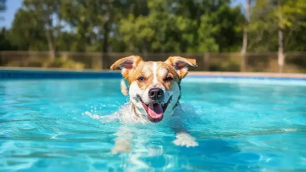 Benefícios da natação para cães