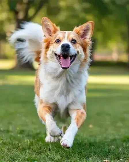 O que significa quando o cachorro abana o rabo: descubra agora