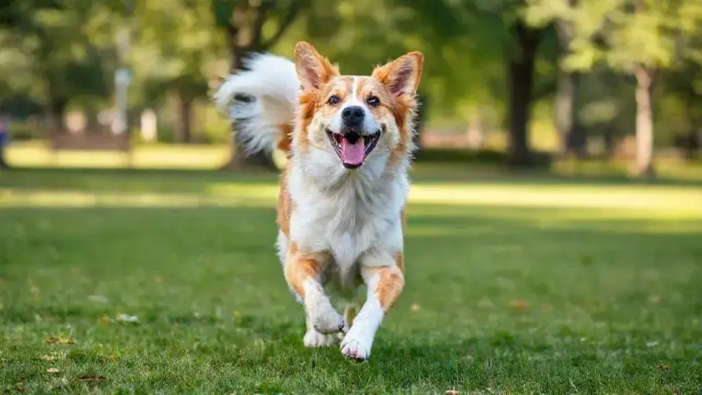 O que significa quando o cachorro abana o rabo: descubra agora