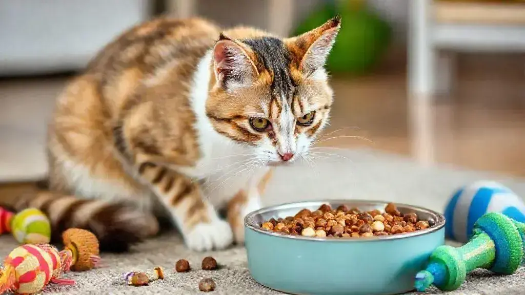 Dicas de dieta para gatos obesos