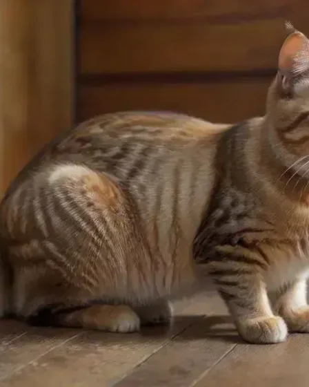 Gato pode tomar banho? Entenda como e quando é necessário