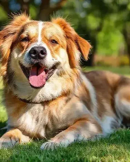 Cuidados com cachorro no calor: como manter seu pet fresco e feliz