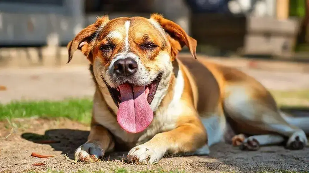Sinais de desconforto térmico em cachorros