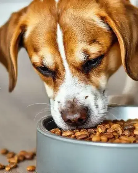 Melhor ração para cachorro com alergia alimentar: descubra opções eficazes