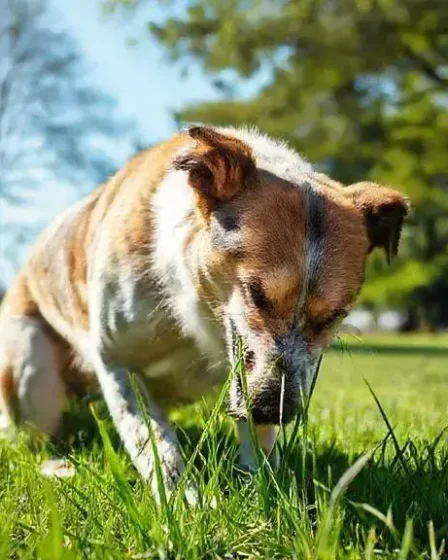 Por que o cachorro come grama? Entenda esse comportamento curioso