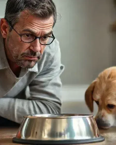 O que fazer quando o cachorro não quer comer ração? Confira dicas valiosas