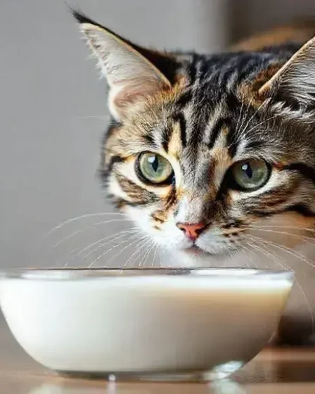 Gato pode tomar leite? Descubra a verdade por trás desse mito