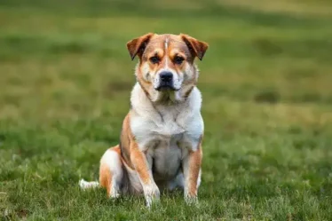Cachorro com dor na pata: o que pode ser e como ajudar