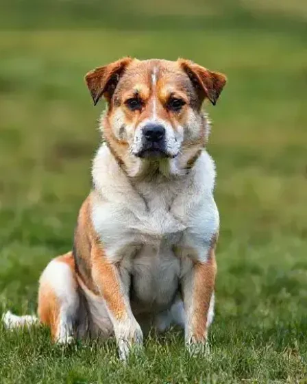 Cachorro com dor na pata: o que pode ser e como ajudar