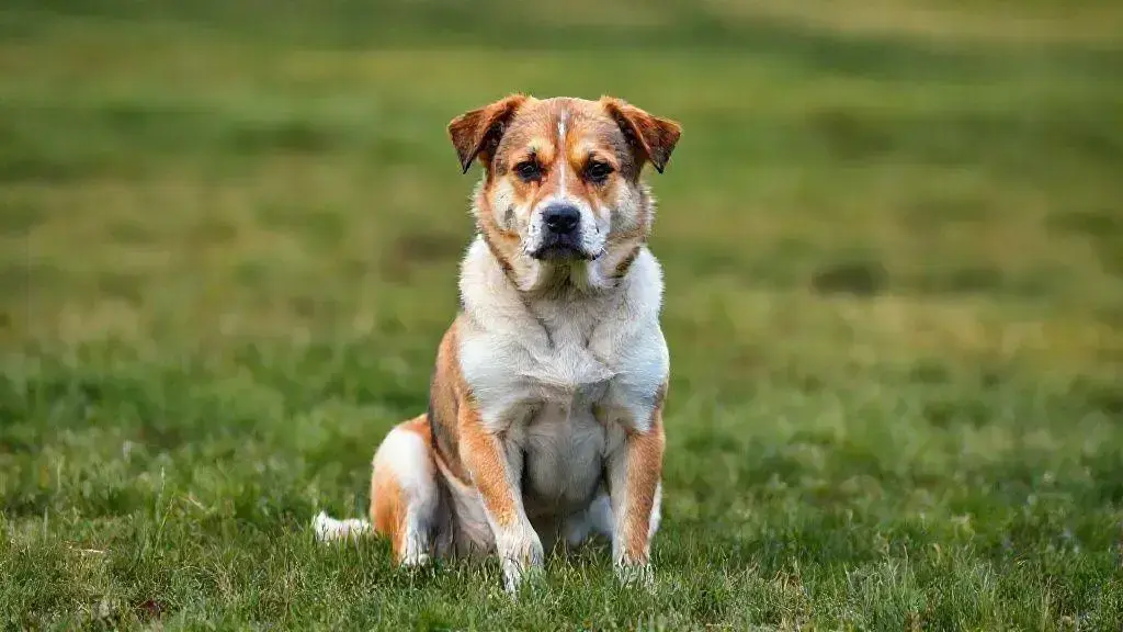 Cachorro com dor na pata: o que pode ser e como ajudar