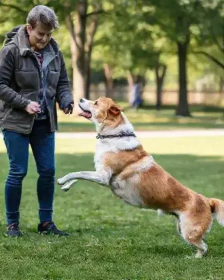 Como ensinar o cachorro a parar de pular nas pessoas de uma vez por todas