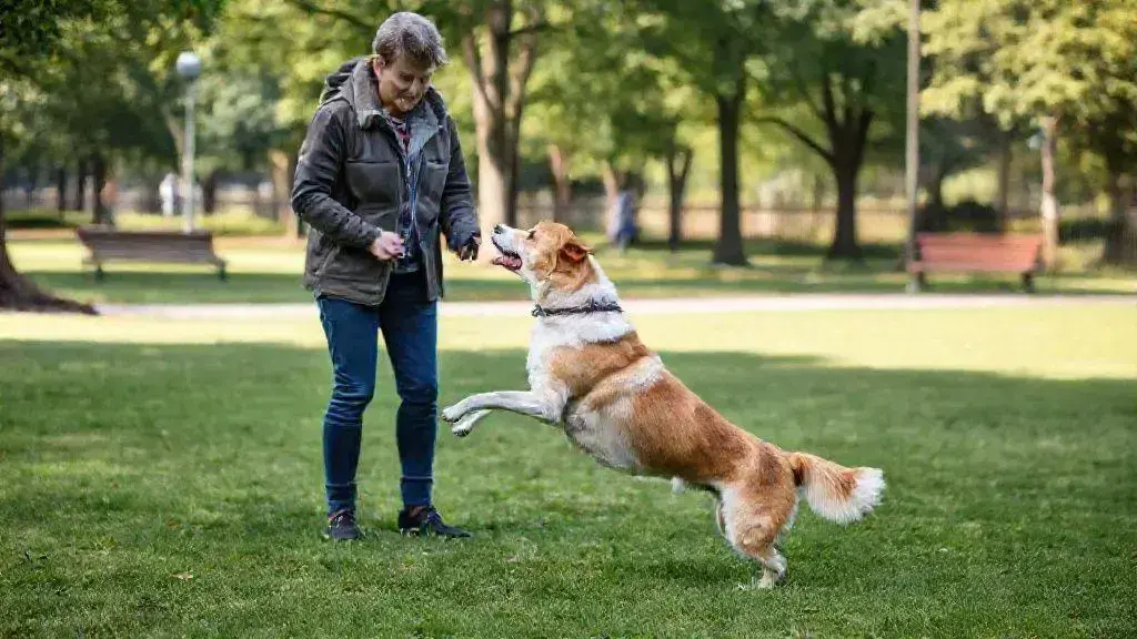 Como ensinar o cachorro a parar de pular nas pessoas de uma vez por todas