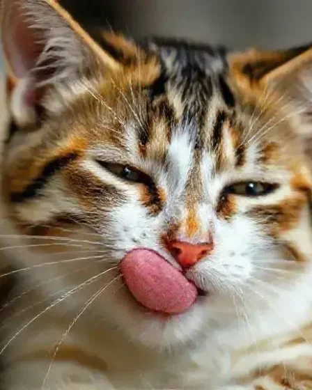 Gato lambendo o pelo em excesso: o que significa e como ajudar