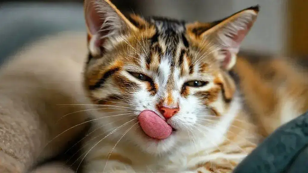 Gato lambendo o pelo em excesso: o que significa e como ajudar