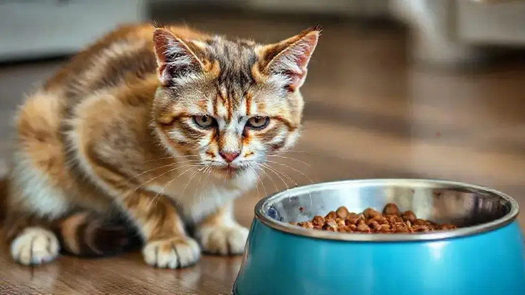 Efeitos da falta de alimento na saúde felina
