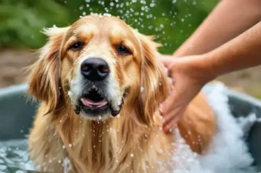 Melhor shampoo para cachorro com pele sensível que realmente faz diferença