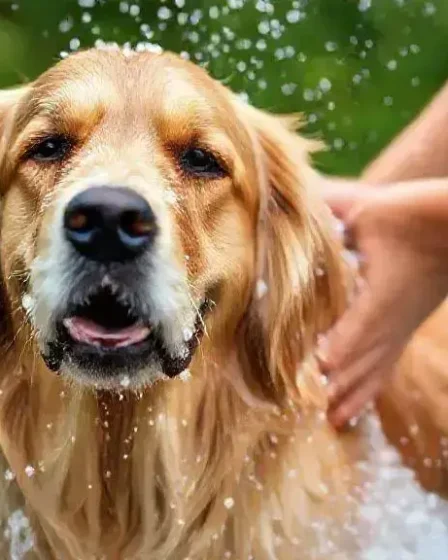 Melhor shampoo para cachorro com pele sensível que realmente faz diferença