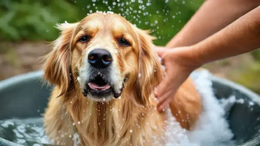 Melhor shampoo para cachorro com pele sensível que realmente faz diferença