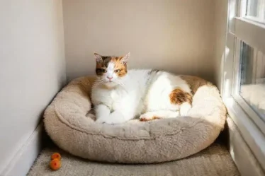 Como montar um cantinho confortável para o gato e deixá-lo feliz
