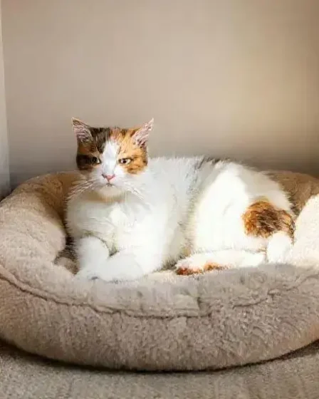 Como montar um cantinho confortável para o gato e deixá-lo feliz
