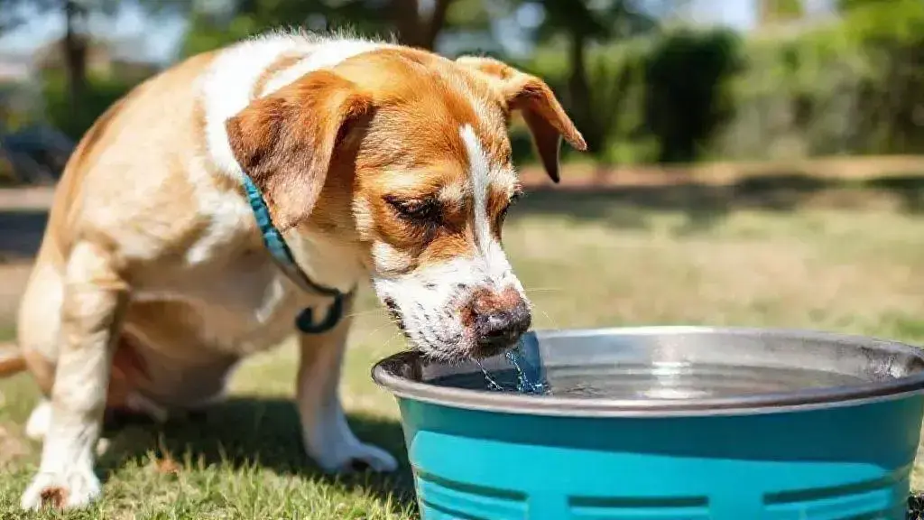 Dicas de hidratação para cães no calor