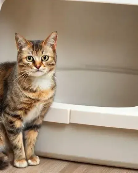 Melhor maneira de limpar a caixa de areia do gato com dicas práticas