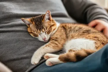 O que significa o ronronar do gato perto do dono? Descubra agora!