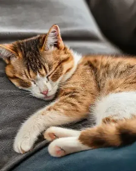 O que significa o ronronar do gato perto do dono? Descubra agora!